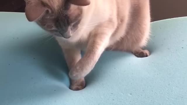 Cat on memory foam