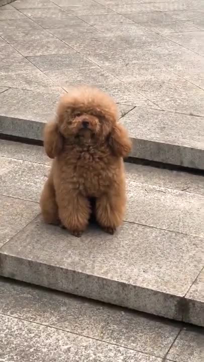 Best Dog Moments part and Ultimate Love Dog