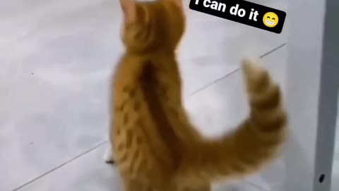 Funny cat dance