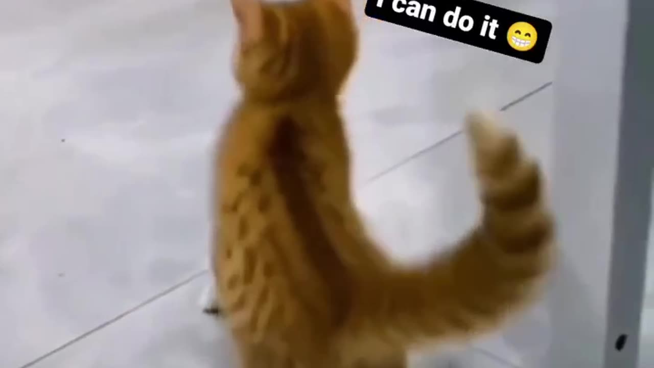 Funny cat dance