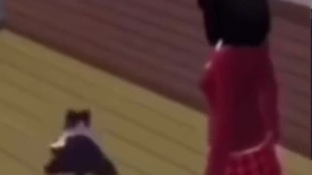 Beautiful dance movies by the cat