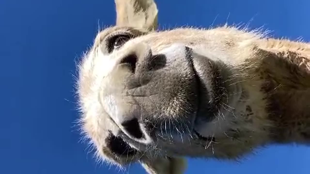 cute donkey #funnyanimalvideo