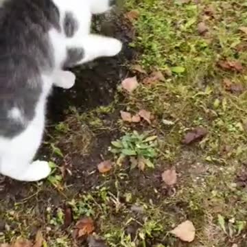 cat catches a snowball