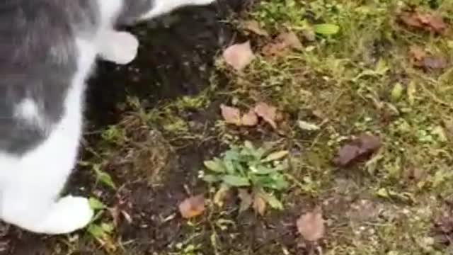 cat catches a snowball