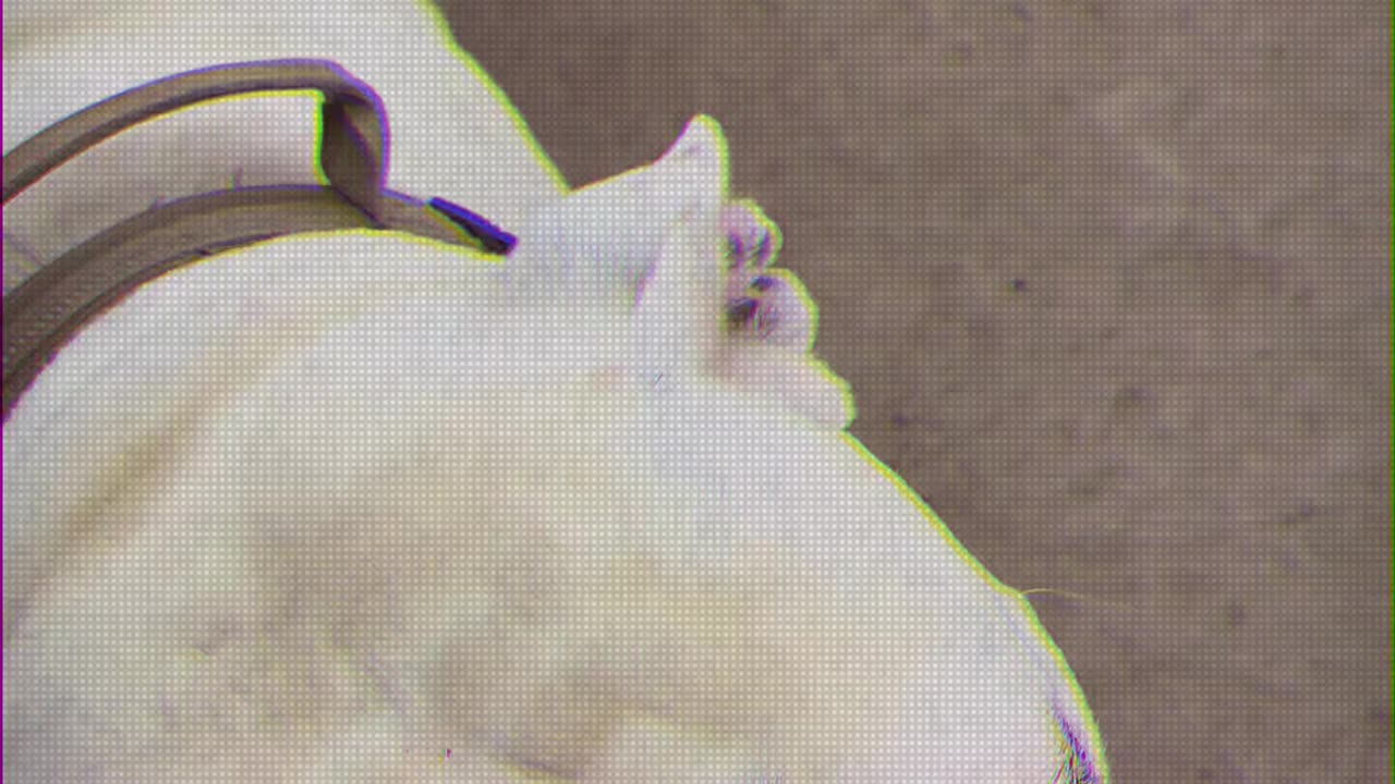 Just a quick clip with FESTUS.