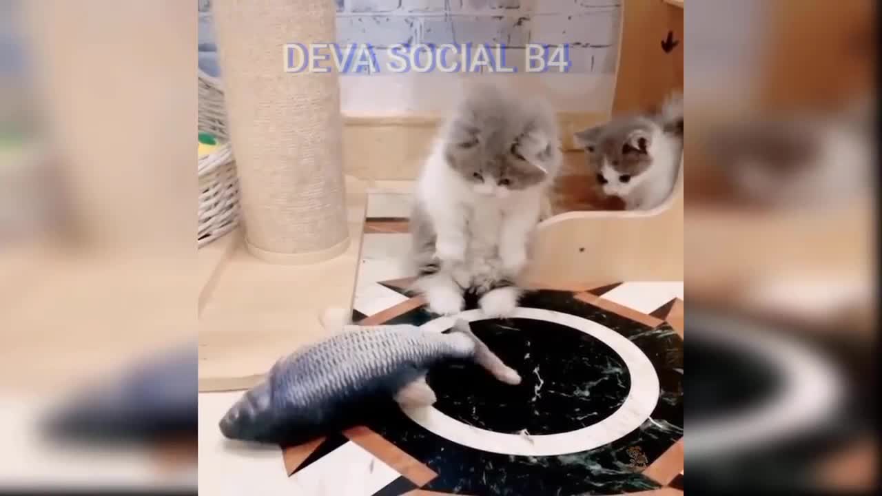 Funny baby cats quite fun video Deva social B4 #1