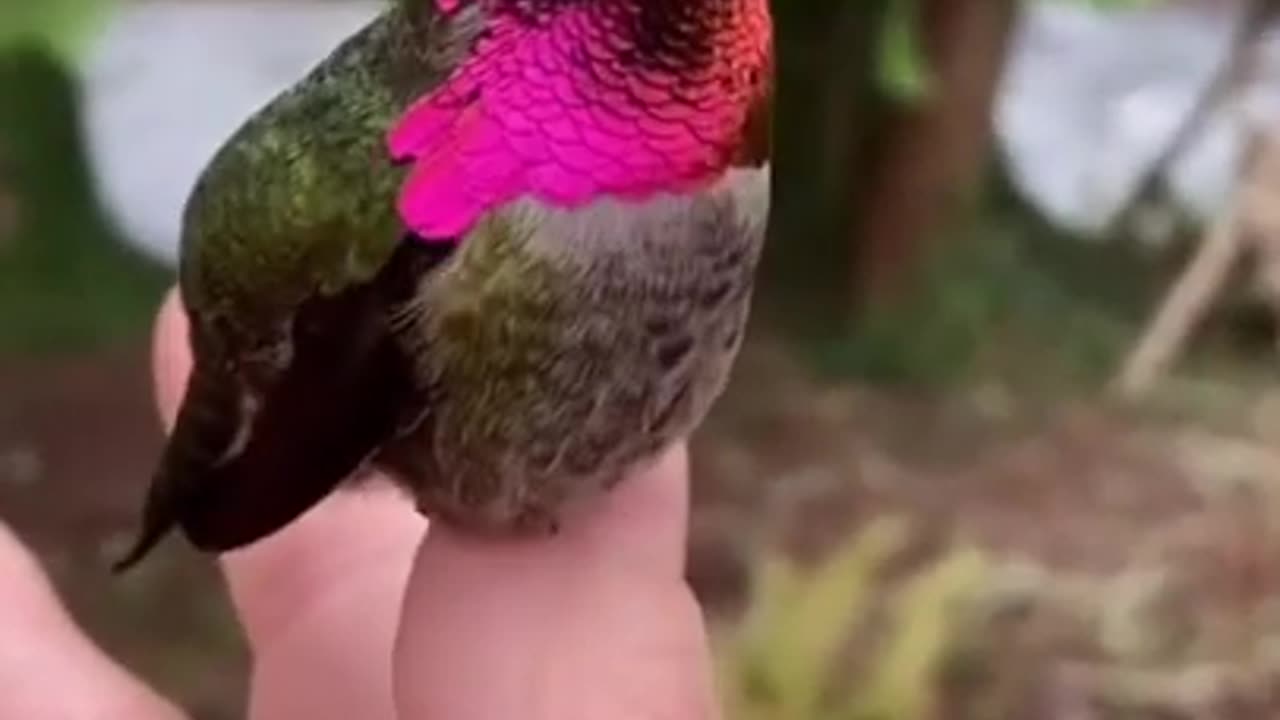 Color Changing Little Beautiful Bird #shorts #viral #shortsvideo #video