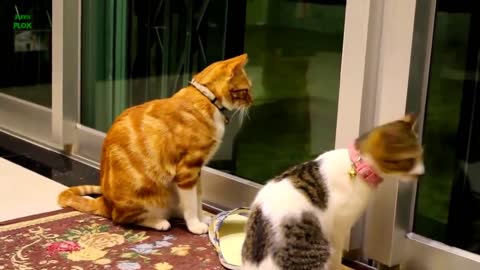 funny cute cat-