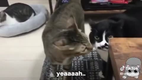 funny talking cats - funniest cats 😹 - don't try to hold back laughter 😂 - funny cats life