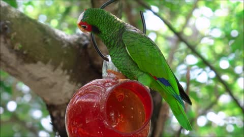 BEAUTIFUL AND HUNGRY PARROT !