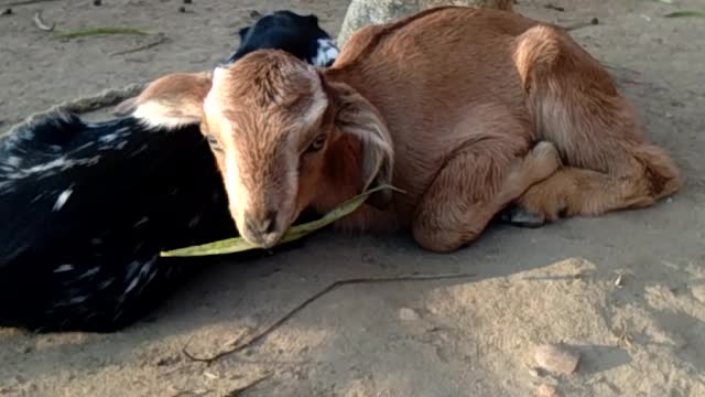 Goat baby funny videos