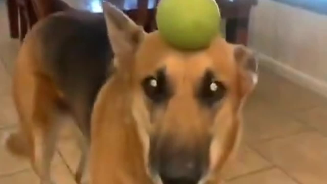 Try not to laugh🤣 Funny animals😹‖ #shorts #funnyvideos