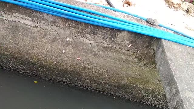 Desperate Kid Saves Puppy From Drowning