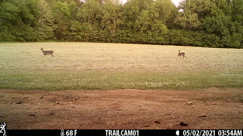 These guys loving the fresh cut wheat.