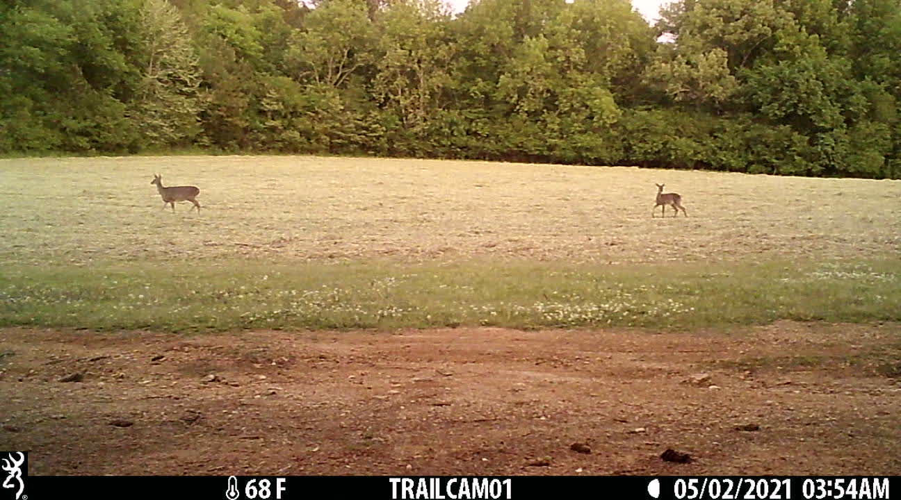 These guys loving the fresh cut wheat.