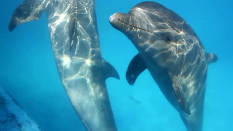 Dolphins underwater