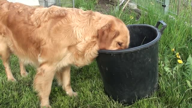 Group of Dog Schwarm von Golden Retriever Welpen