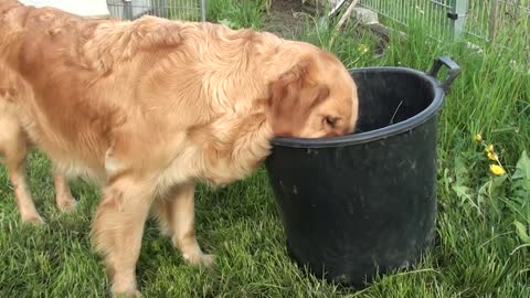 Group of Dog Schwarm von Golden Retriever Welpen