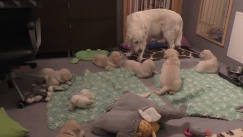 How an experienced dog mother teaches her 8 weeks old puppies to be calm.