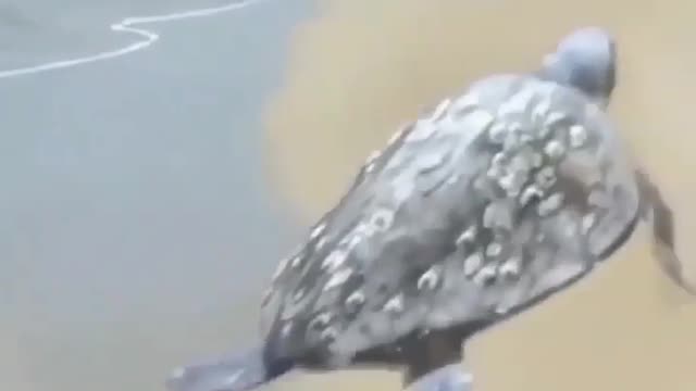 Flying Turtle