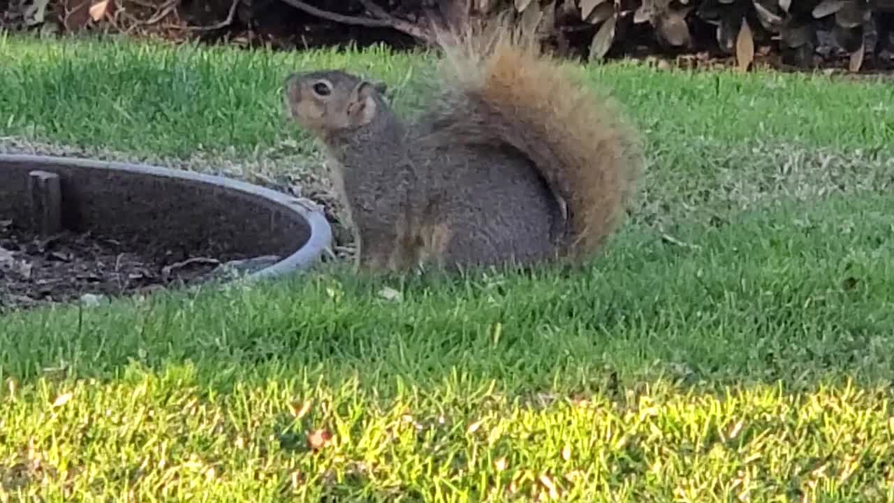 Squirrel in the Wild 01