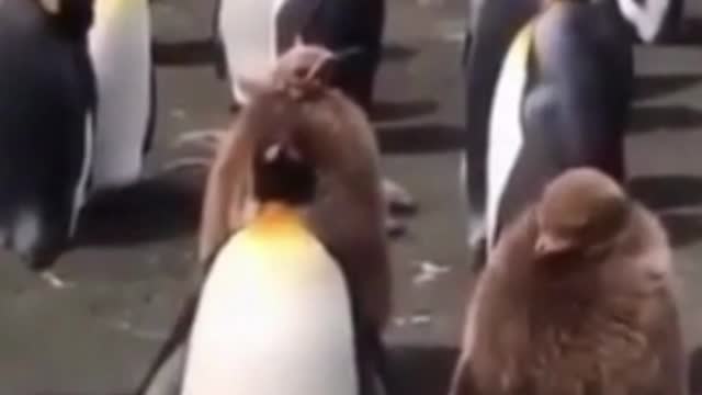 Funniest Animal Videos For Dog Cat Pet Lover | Pet Loverriffic