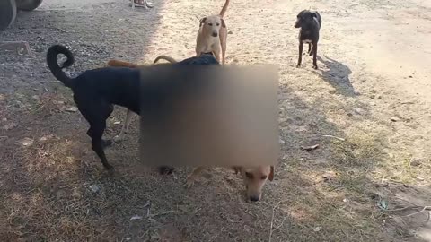 Jealous dogs separating the couple of dogs to get a chance