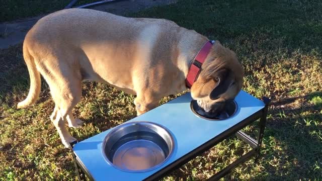 The dog is very hungry so now he is eating