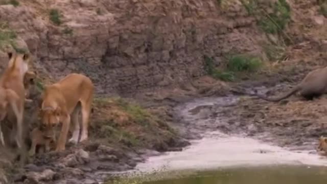 A cub that a lioness rescued from the Crocodile River