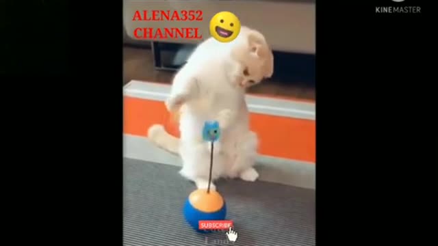 A collection of cute cat behavior that makes you laugh