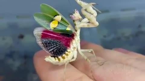 VERY COLORFUL MANTIS