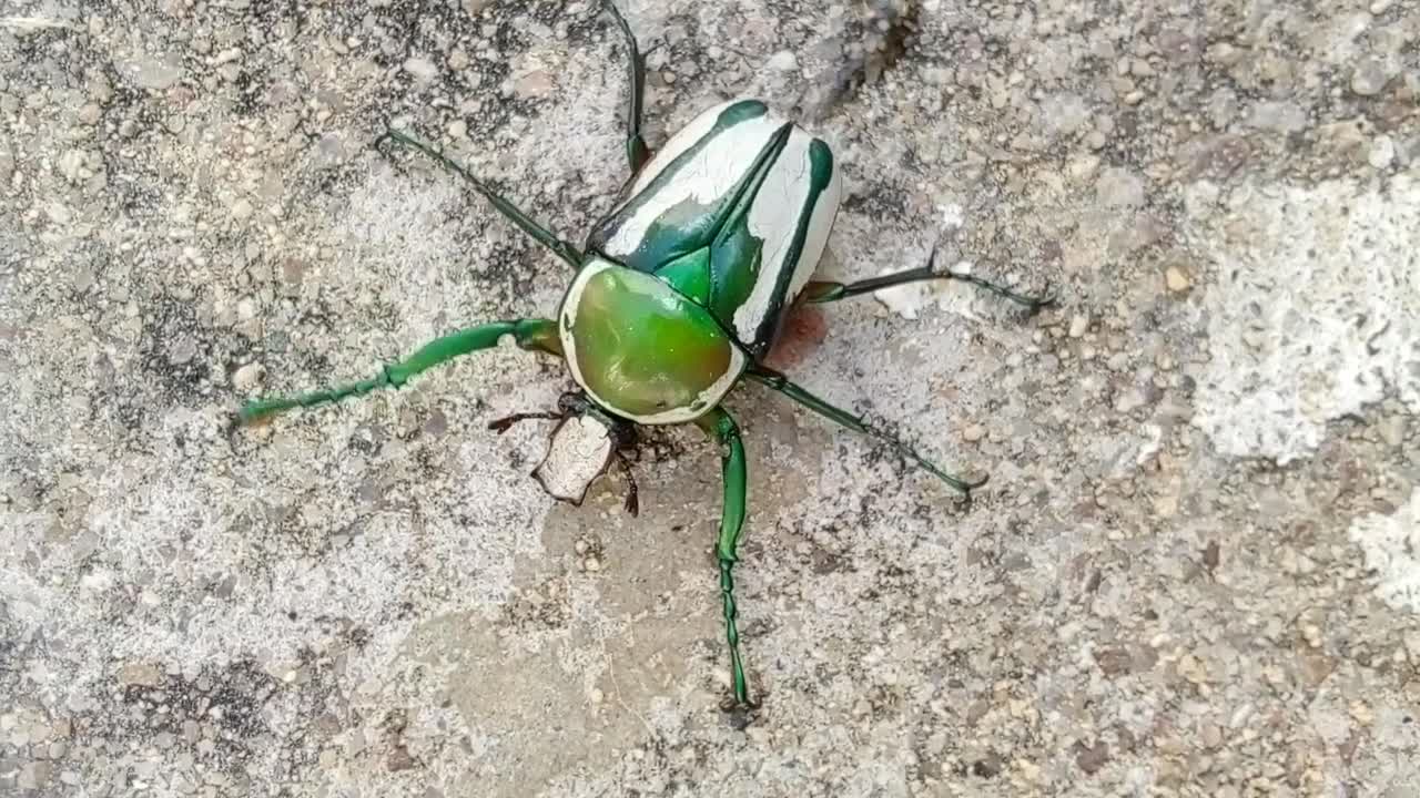 Green and White Beetle