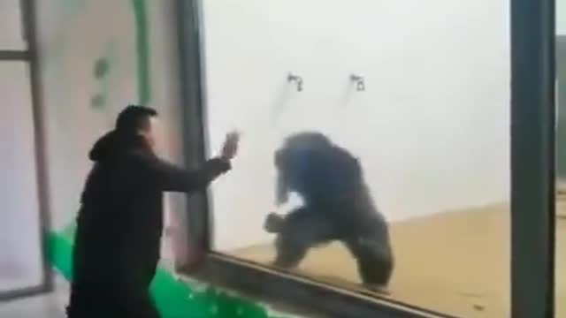 Kong Fu estilo macaco