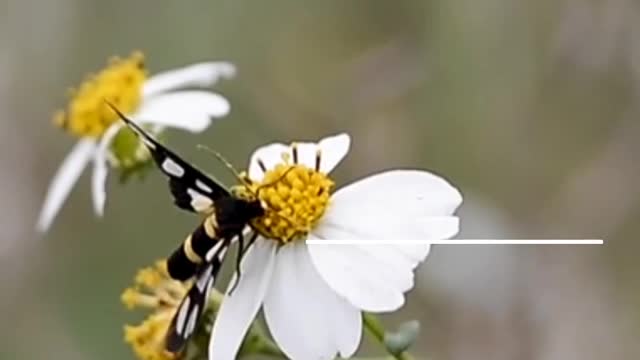 Beautiful 💓🥰 butterfly can make your good day ❤️