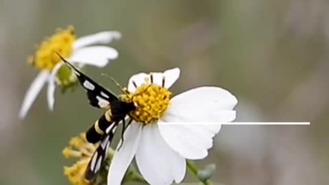 Beautiful 💓🥰 butterfly can make your good day ❤️