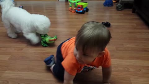 Dog play with little cute baby fun