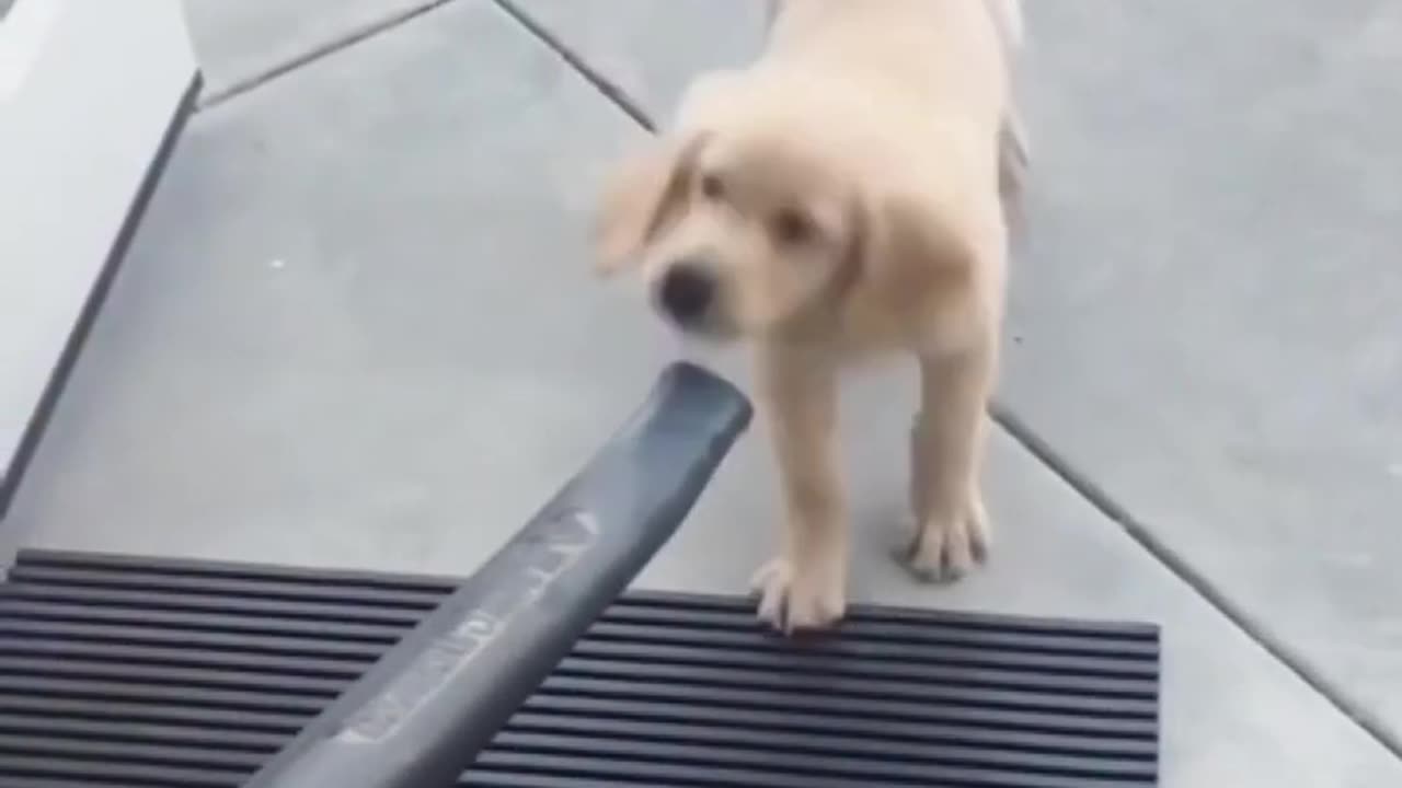 Very cute dog playing with a Vacuum Cleaner