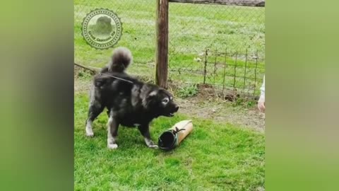 Caucasian Shepherd 🔥 Dangerous 🔥 Aggressive 🔥 Most aggressive video 🔥❤️