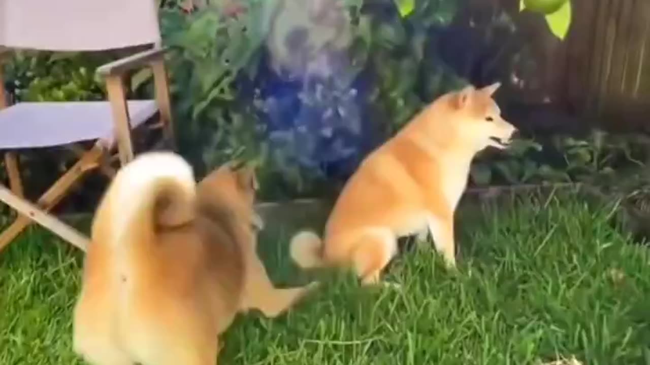 Siblings be like..🐕🐾😅