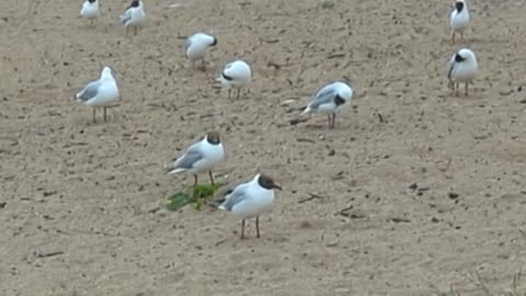 Black- headed gulls