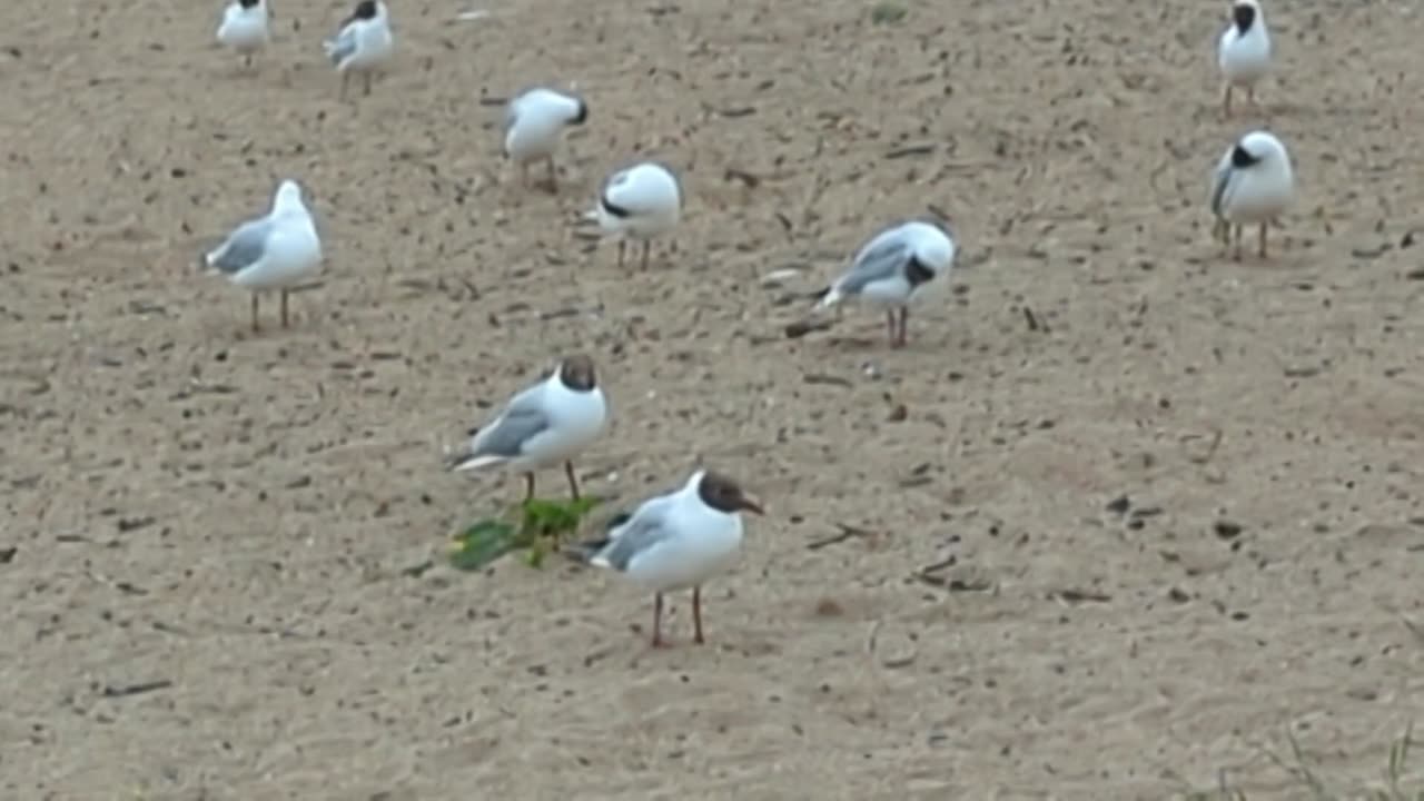 Black- headed gulls