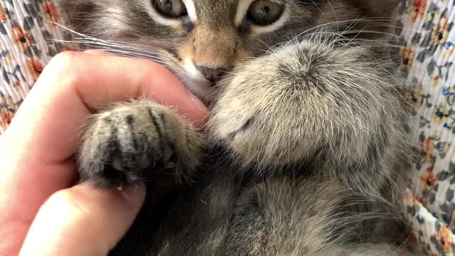 So ADORABLE kitten with his little paws!! So CUTE!!!