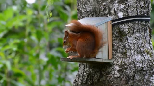 Beautiful squirrel eat.