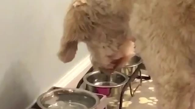 White dog staring intensely at water bowl on pink floor mat with ice cubes in it