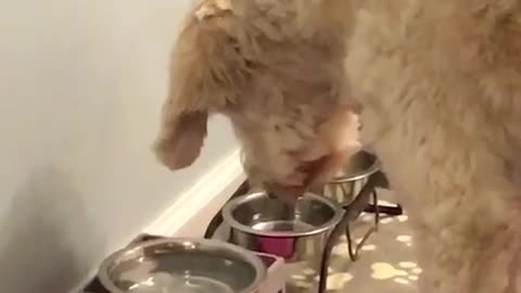 White dog staring intensely at water bowl on pink floor mat with ice cubes in it