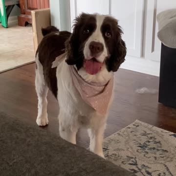 Springer Spaniel Expressive Face and Waggling Pom-Pom Tail! Wants To Go Out In The Rain!