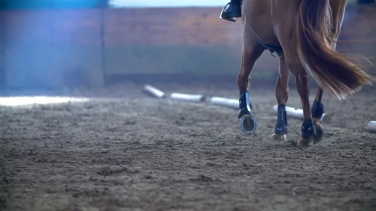 Brown Horse Running in Cold Riding Hall