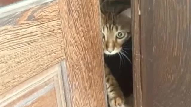 I want to know what is on the other side !! FUNNY CAT REACTION