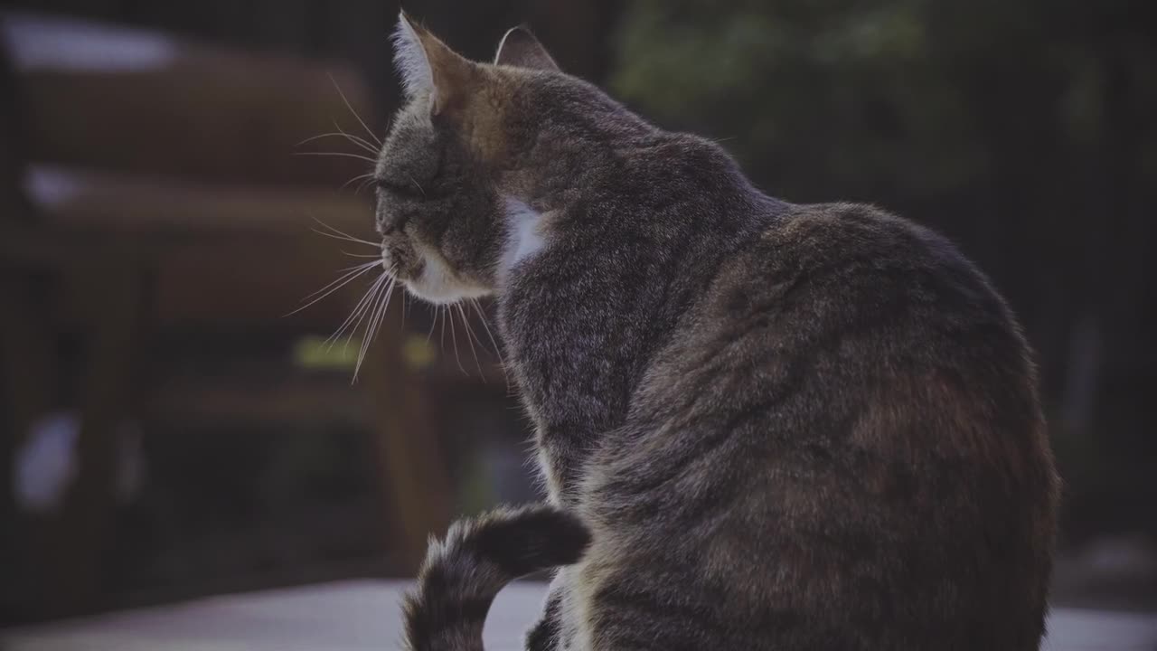 cute cat trying to lick itself