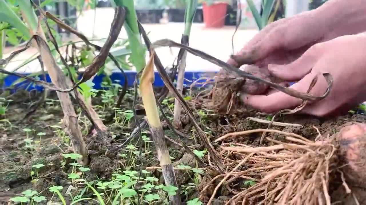 How to Grow Garlic and Harvest Bulbs at Home